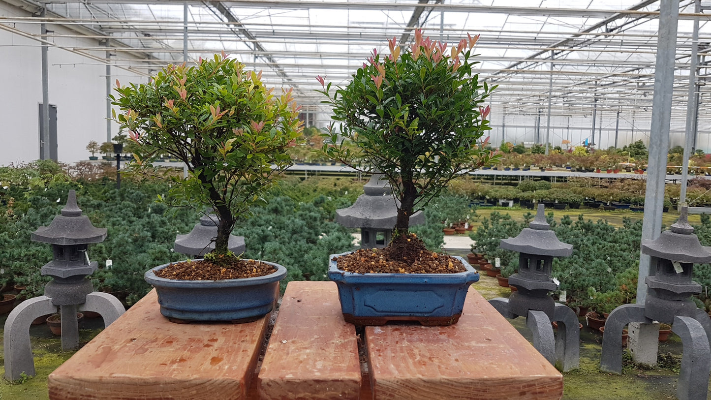 Bonsai Metasequoia Forest 30cm 19cm Pot