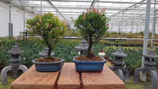 Bonsai Metasequoia Forest 30cm 19cm Pot