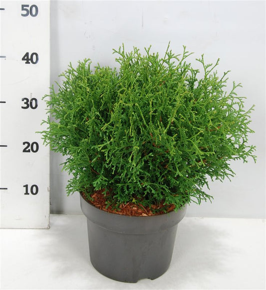 Thuja occidentalis Tiny Tim 50cm 23cm Pot