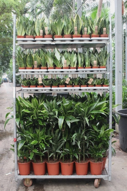 Foliage houseplants mix 999cm 999cm Pot