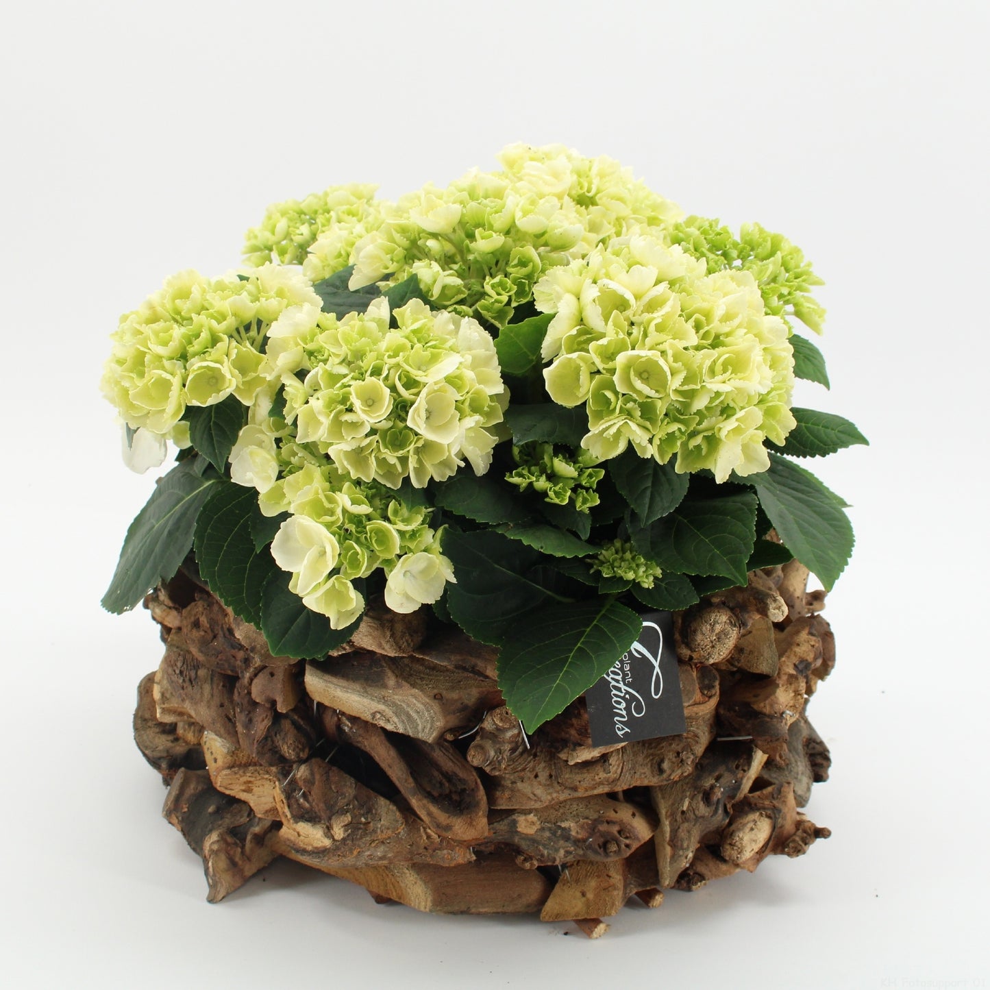 Hydrangea arrangement 35cm 35cm Pot