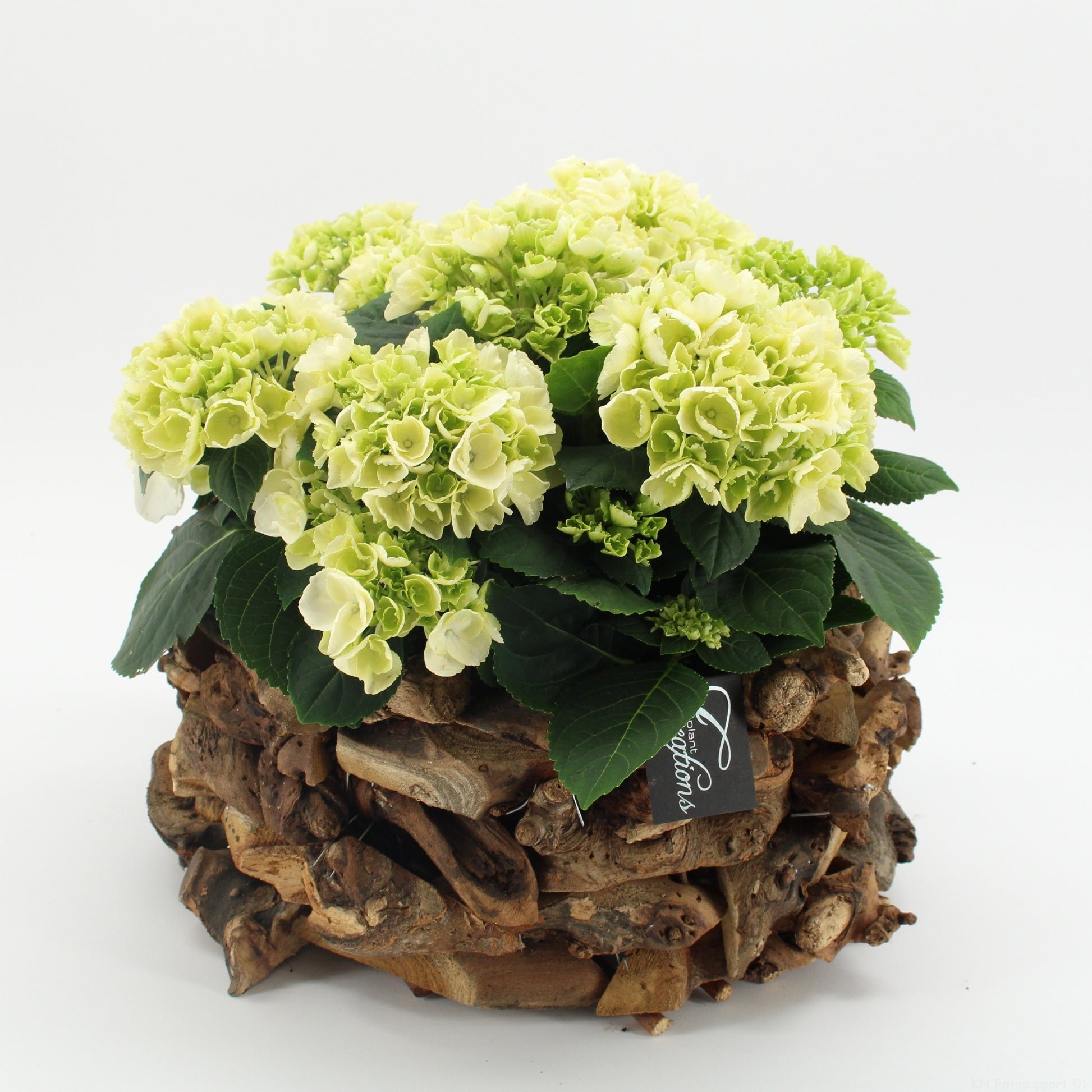 Hydrangea arrangement 35cm 35cm Pot