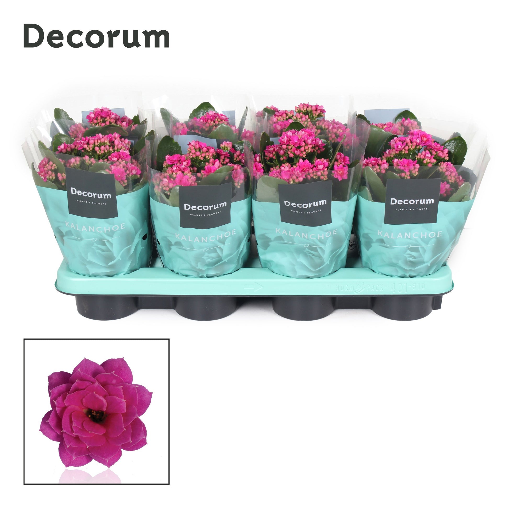 Kalanchoe purple decorum 24cm 12cm Pot