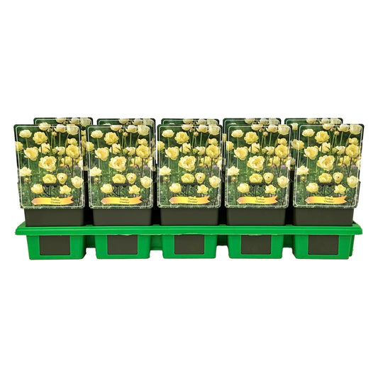 Trollius 25cm 11cm Pot