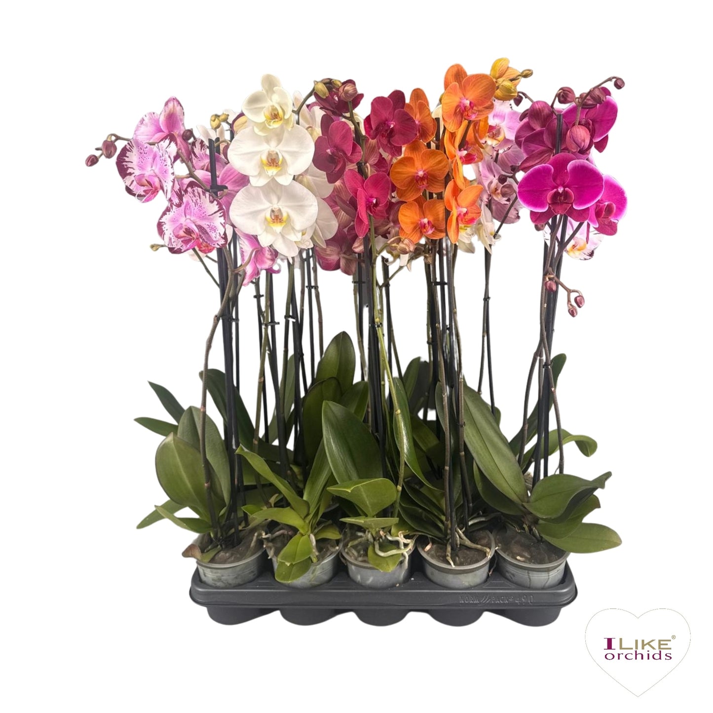 Phalaenopsis mix 75cm 12cm Pot