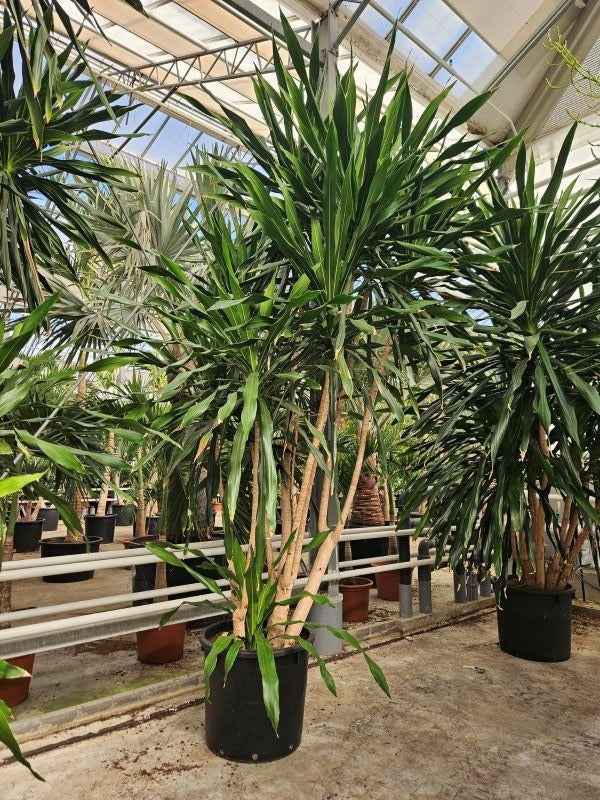 Dracaena marginata 500cm 70cm Pot