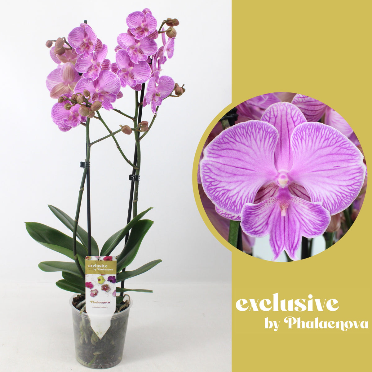 Phalaenopsis pink 60cm 12cm Pot