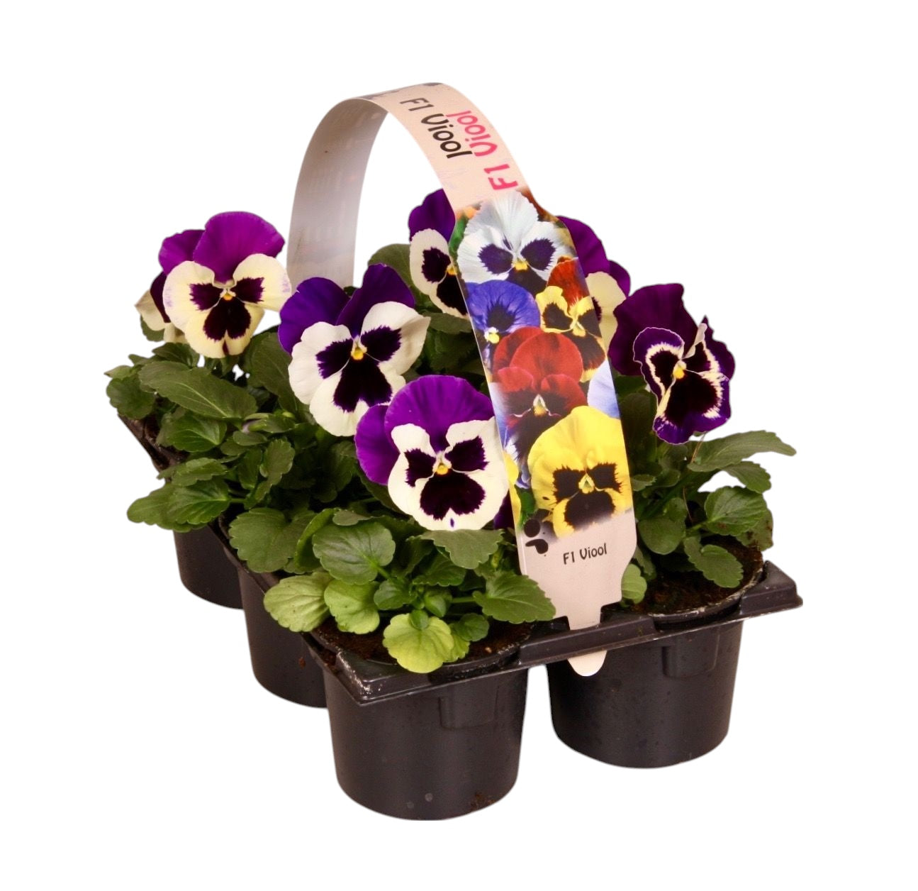 Viola corn. wit met paarse vlag 12cm 9cm Pot