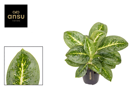 Aglaonema Lemon Mint 40cm 12cm Pot