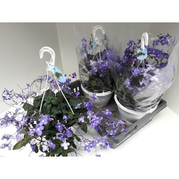 Meeslouwer, Kwekerij Streptocarpus Pack of 1
