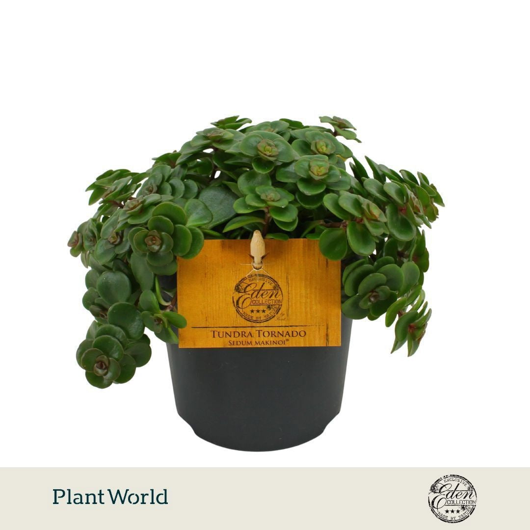 Sedum makinoi Tornado 20cm 12cm Pot