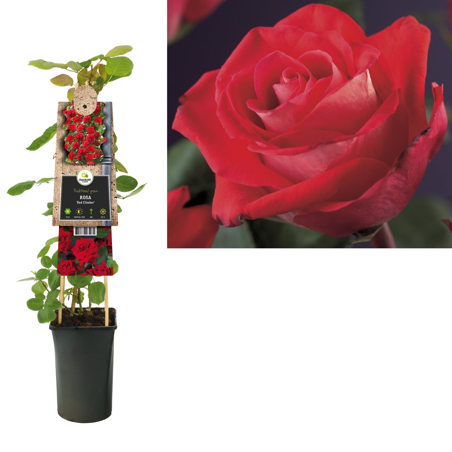 Rosa red Climber 75cm 17cm Pot