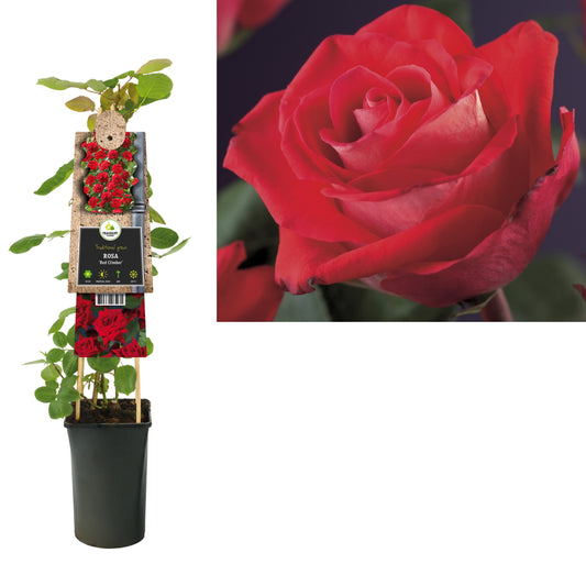 Rosa red Climber 75cm 17cm Pot