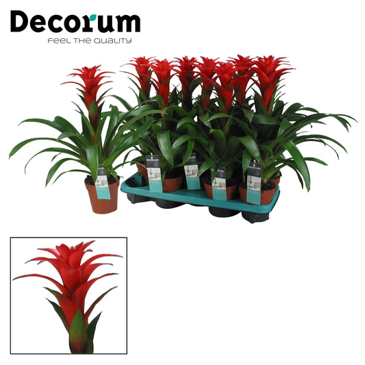 JungleStar BV Guzmania Calypso Pack of 9