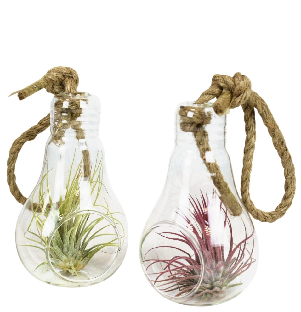 Tillandsia cyanea 12cm 8cm Pot