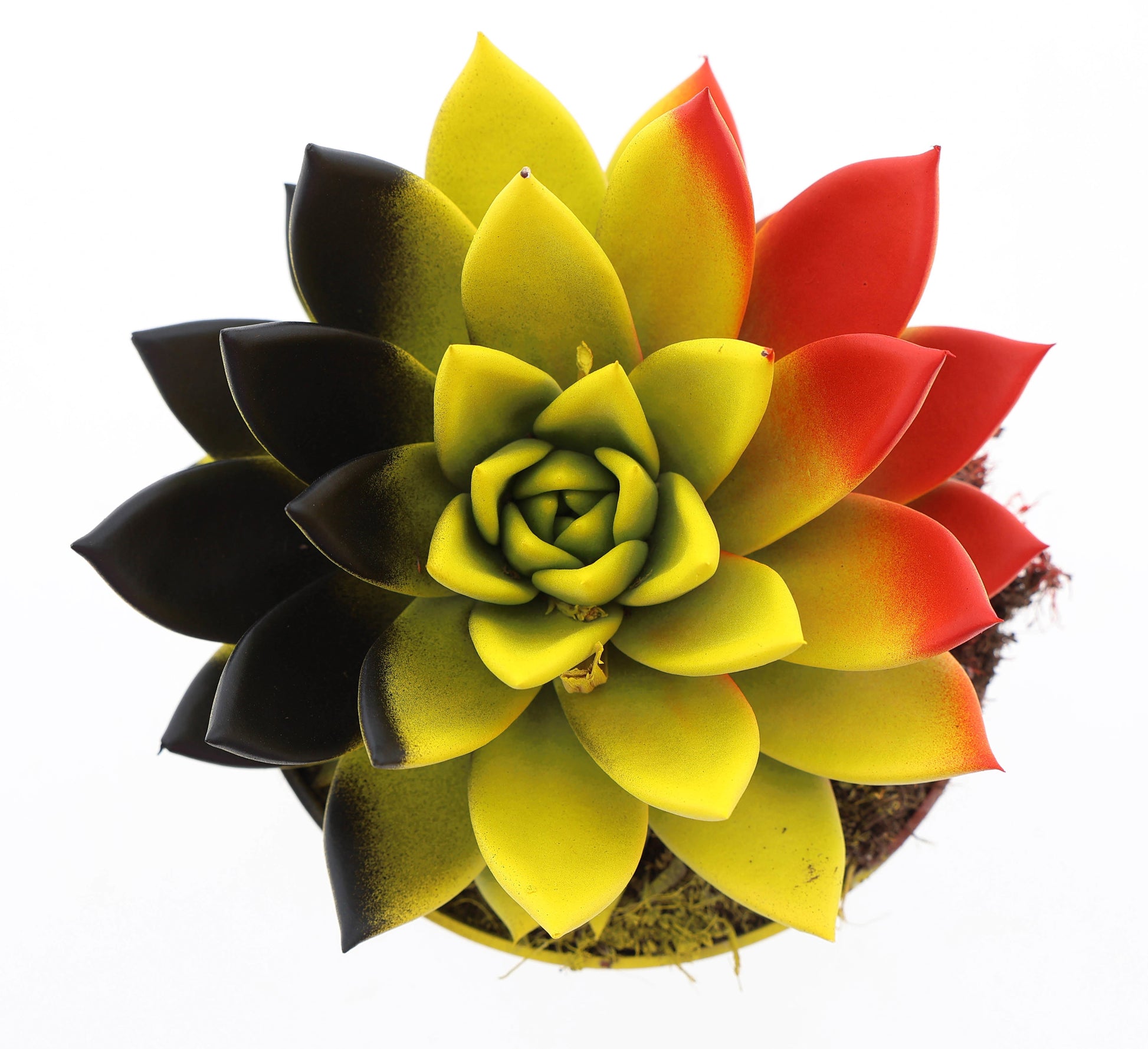 Rainbow Belgium 15cm 12cm Pot