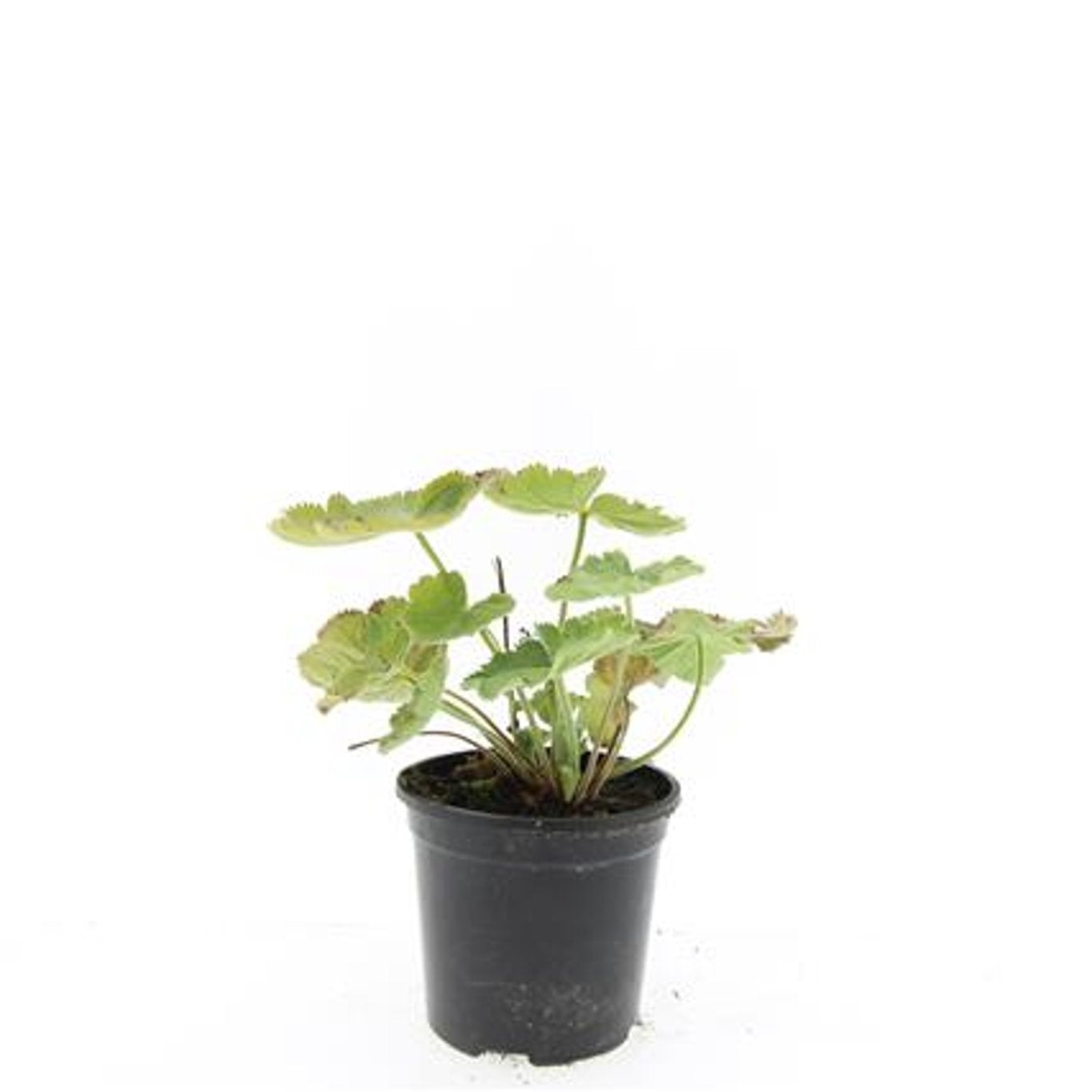 Alchemilla mollis 10cm 14cm Pot