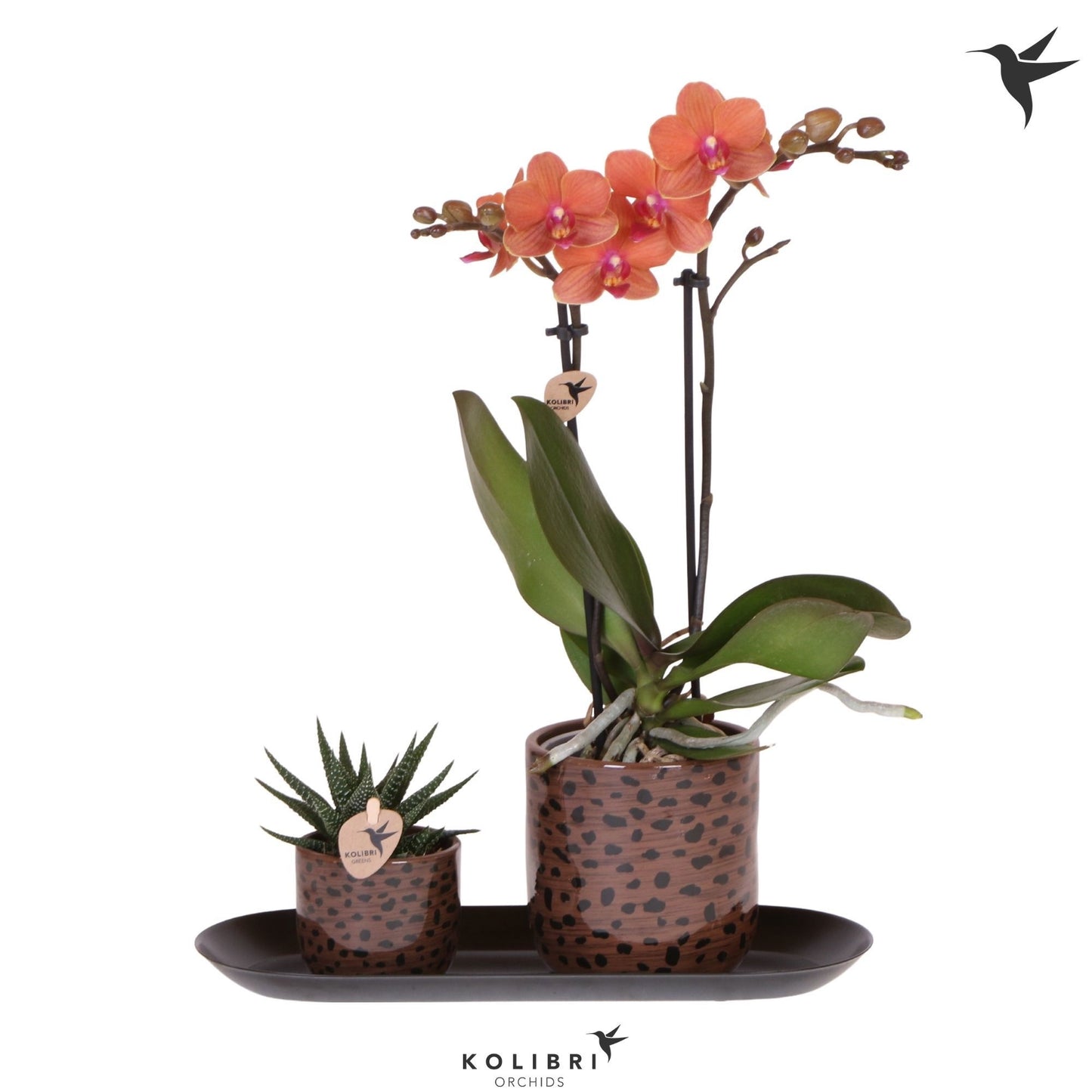 Kolibri Gift Set small Leopard 40cm 18cm Pot