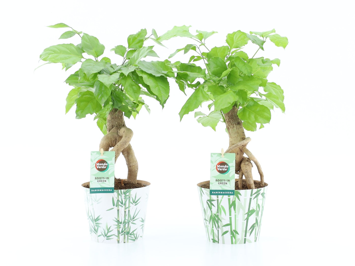 Radermachera sinica 30cm 12cm Pot