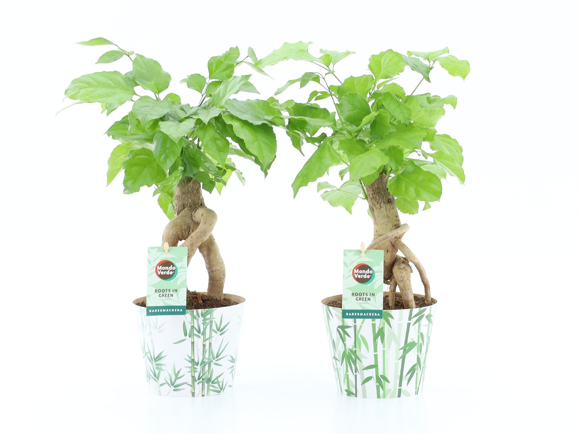 Radermachera sinica 30cm 12cm Pot