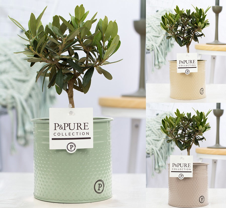 Olea europaea 30cm 12cm Pot