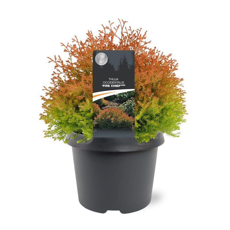 Thuja occidentalis Fire Chief 30cm 19cm Pot
