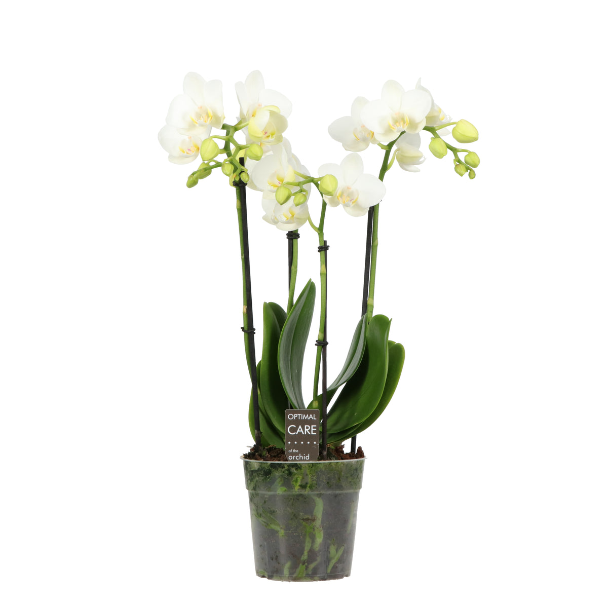 Phalaenopsis mix 45cm 12cm Pot