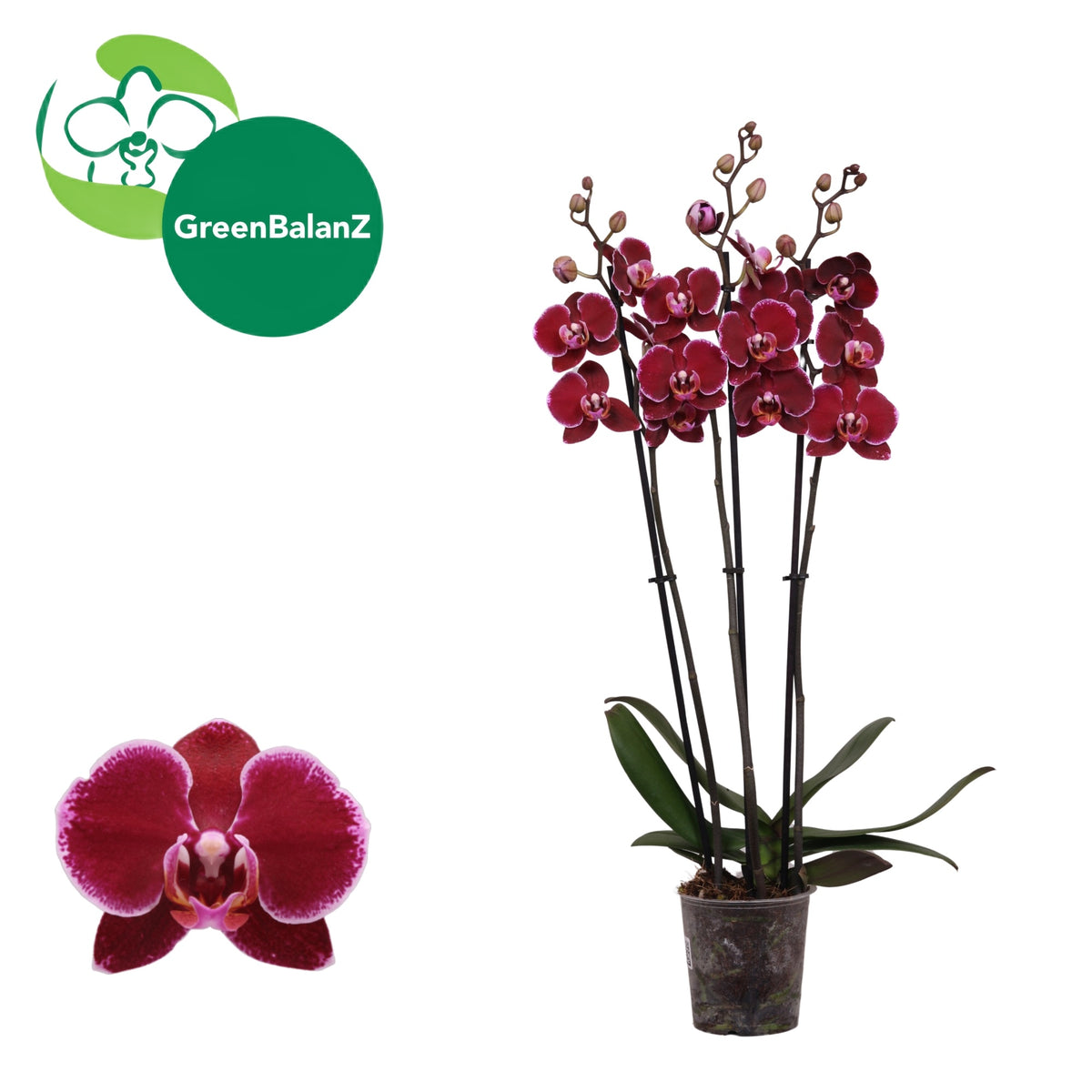 Phalaenopsis Montpellier 55cm 12cm Pot