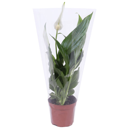 Spathiphyllum Pearl Cupido 35cm 9cm Pot