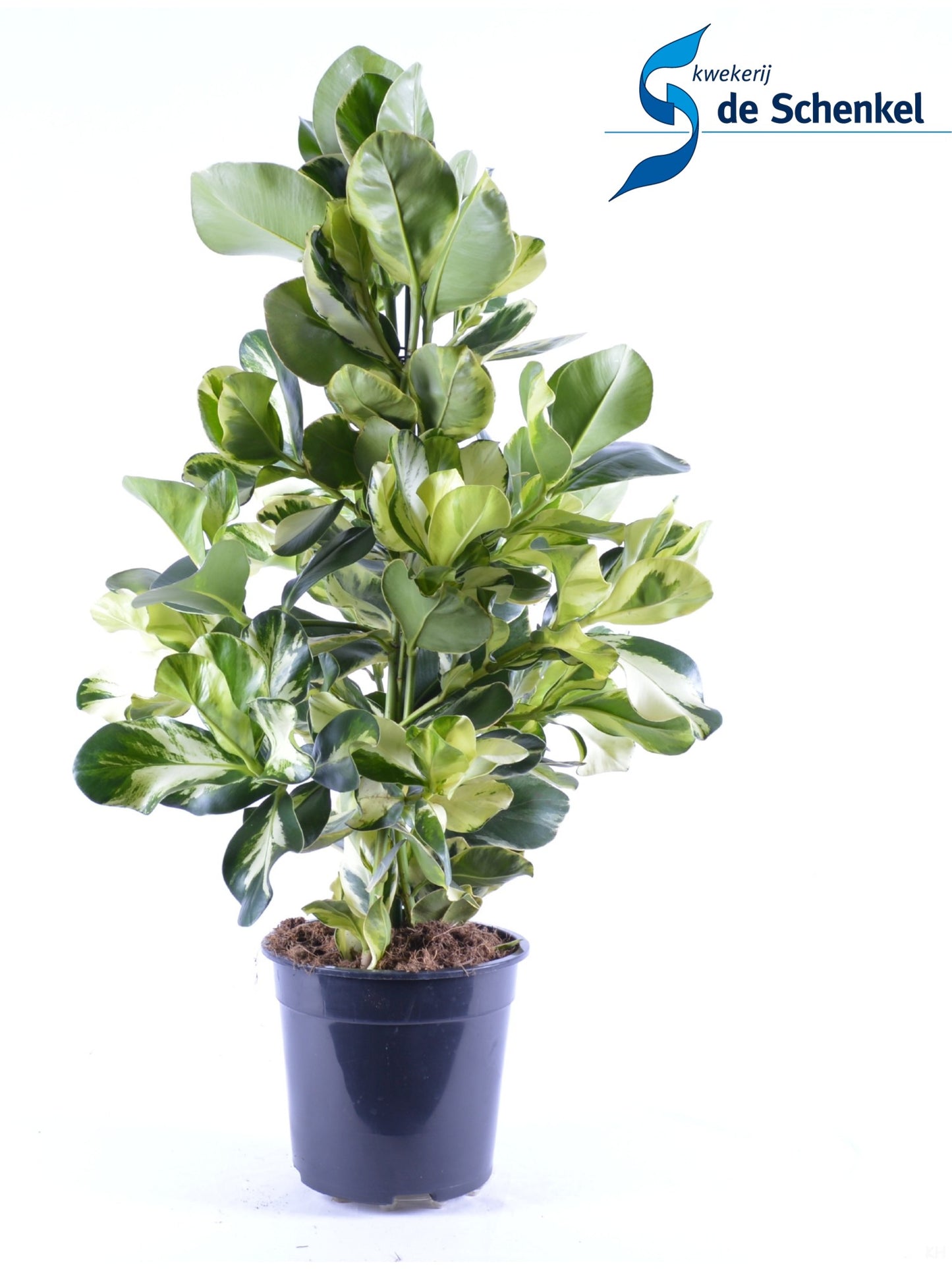 Clusia White star 100cm 24cm Pot