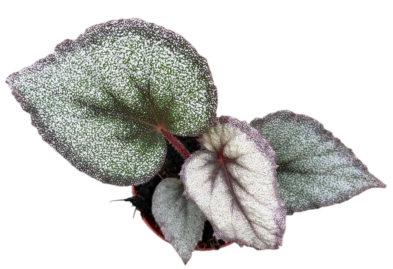 Begonia Cottage Bright Red 12cm 8cm Pot