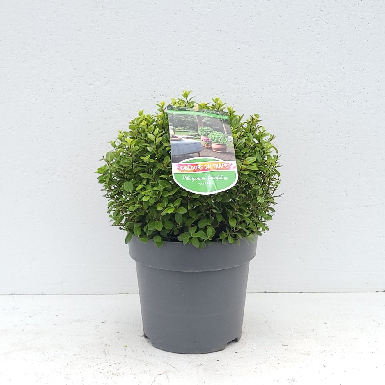 Pittosporum tenuifolium 40cm 23cm Pot