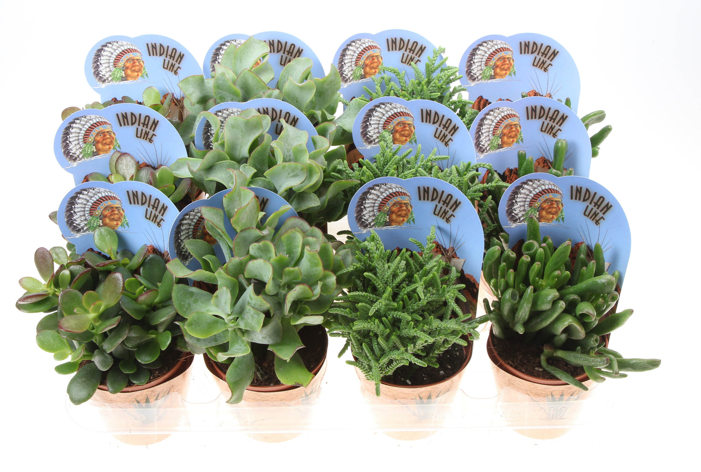Potcover indian line crassula mix 12cm 8.5cm Pot