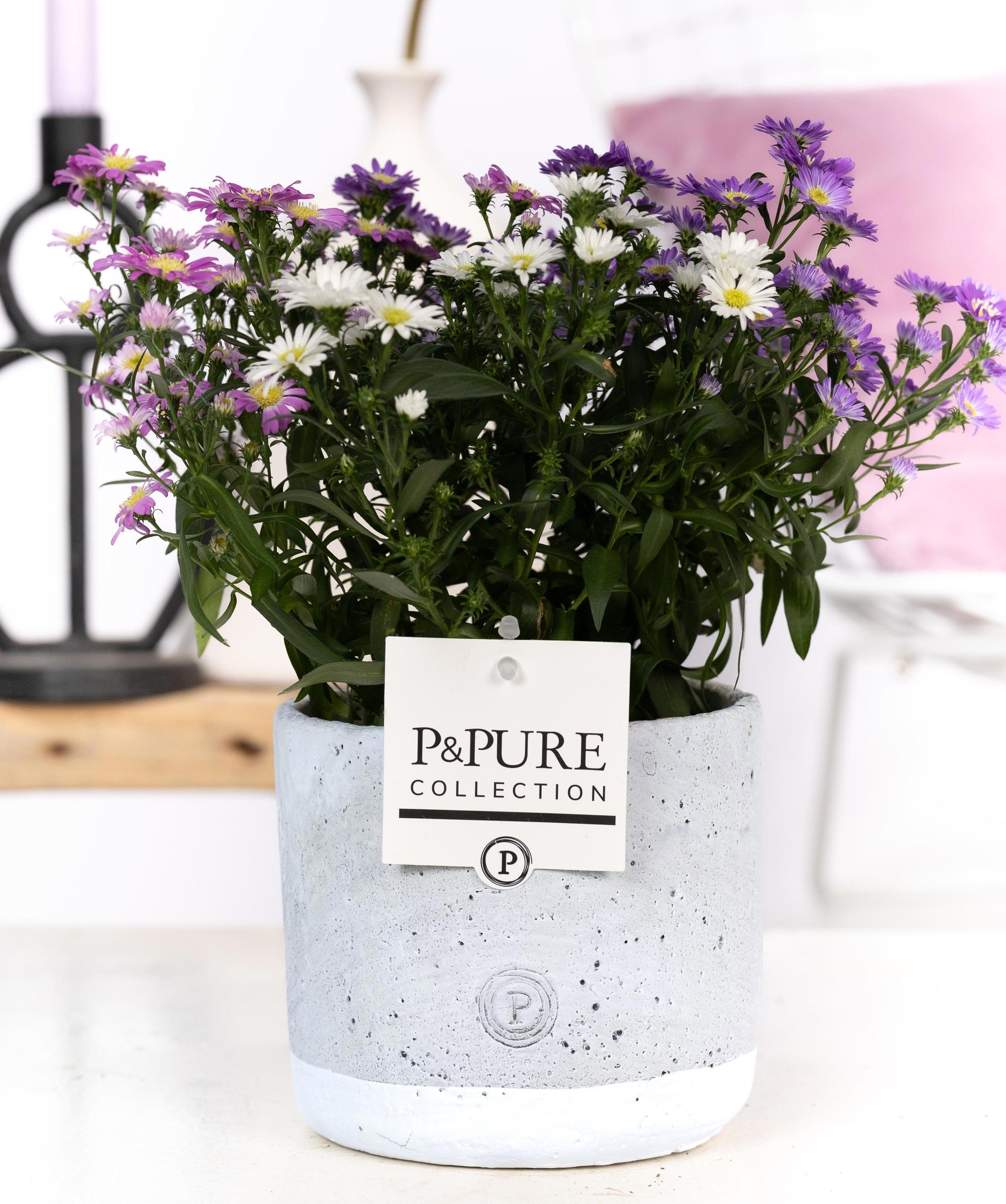 Pure Collection Aster nb. Starletta mix Pack of 6