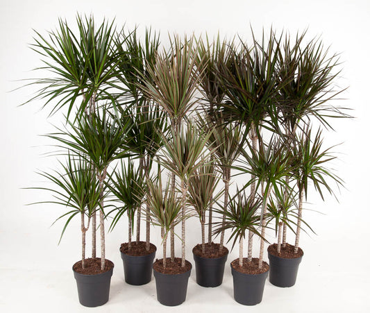 Dracaena mix 150cm 24cm Pot
