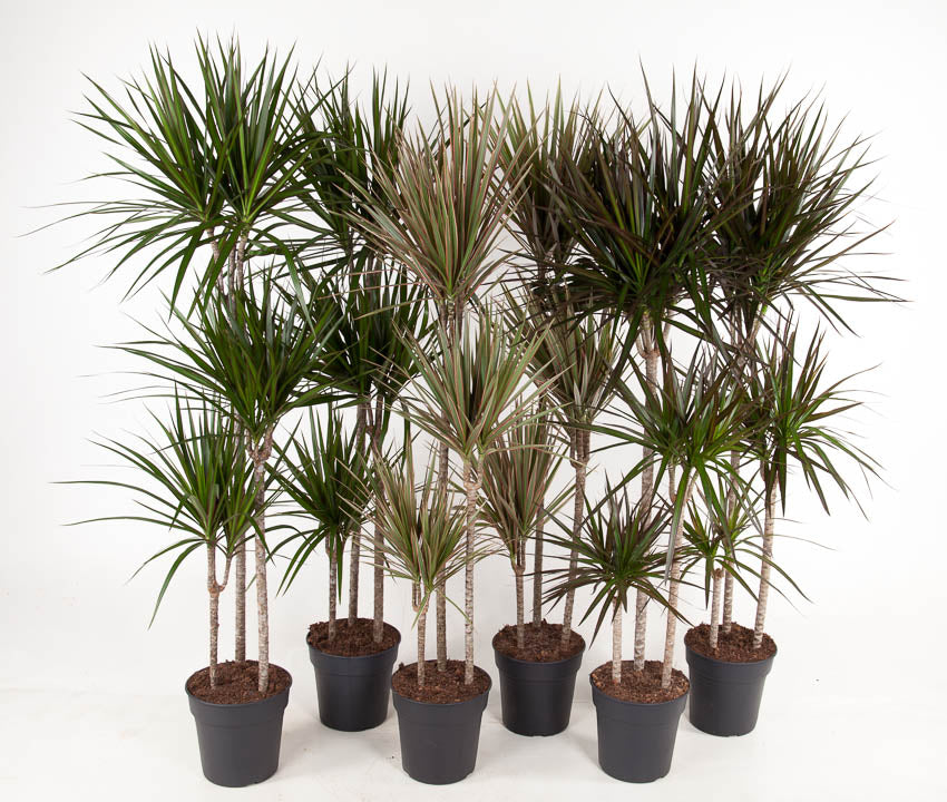 Dracaena mix 150cm 24cm Pot