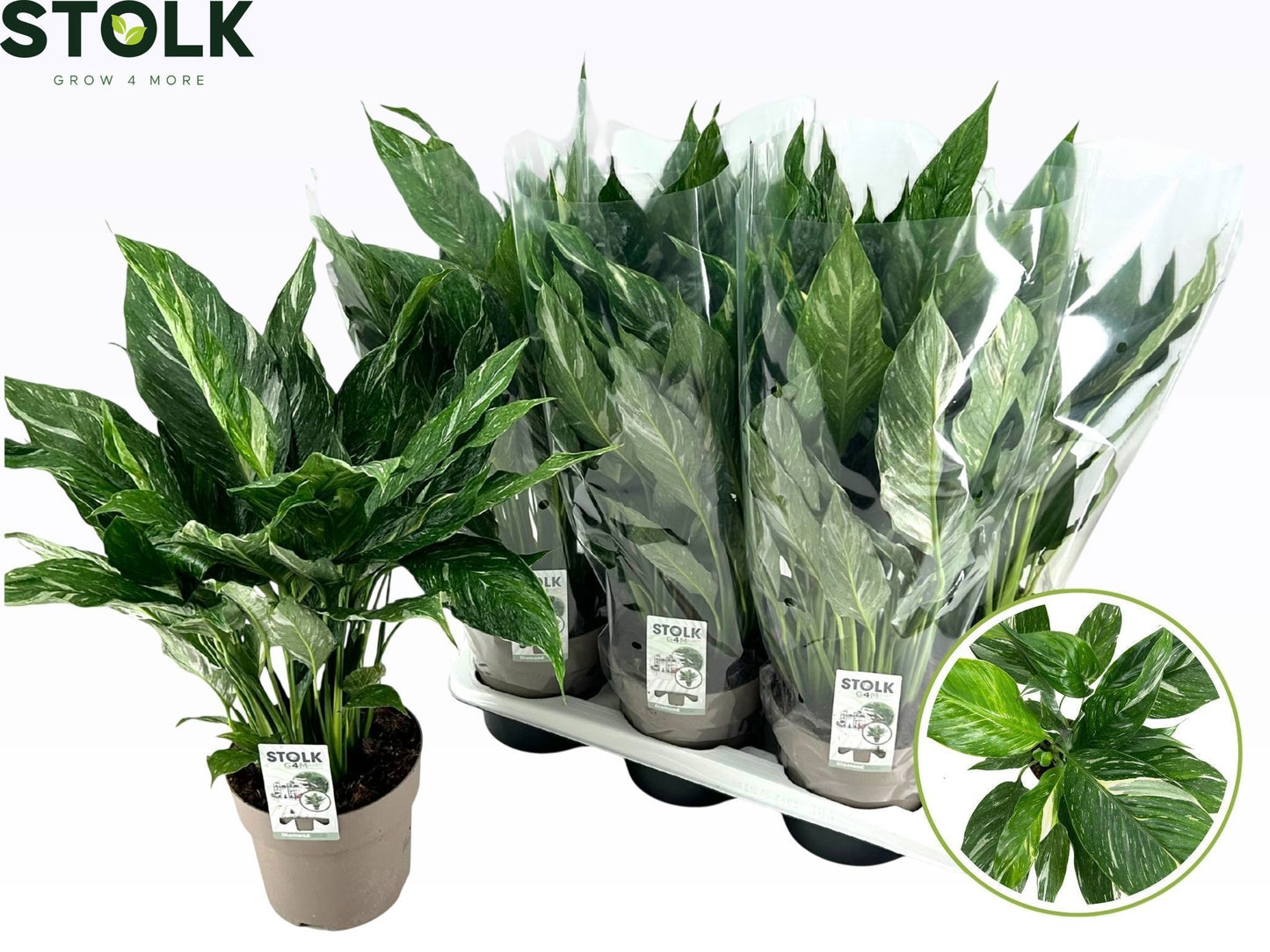 Spathiphyllum Diamond 60cm 17cm Pot