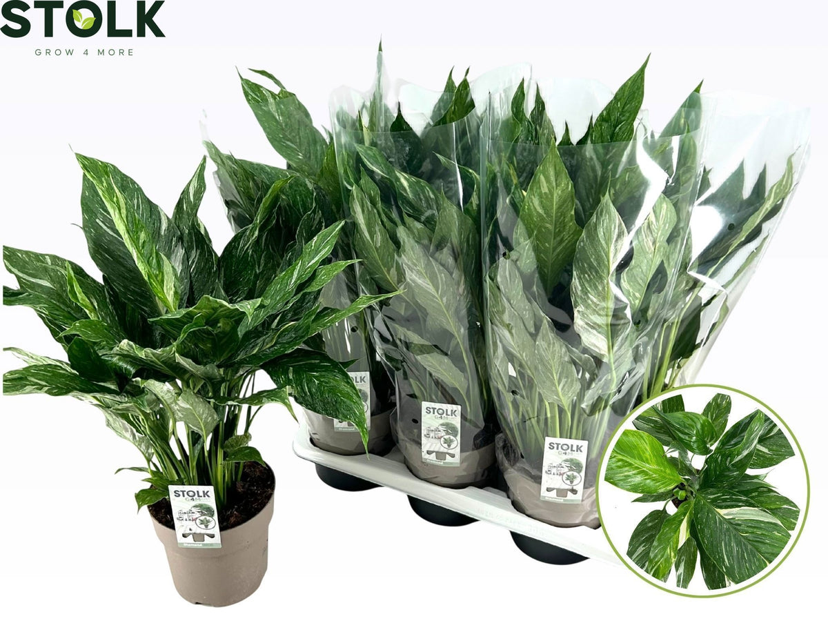 Spathiphyllum Diamond 60cm 17cm Pot