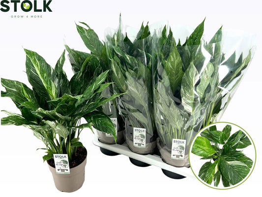 Spathiphyllum Diamond 60cm 17cm Pot