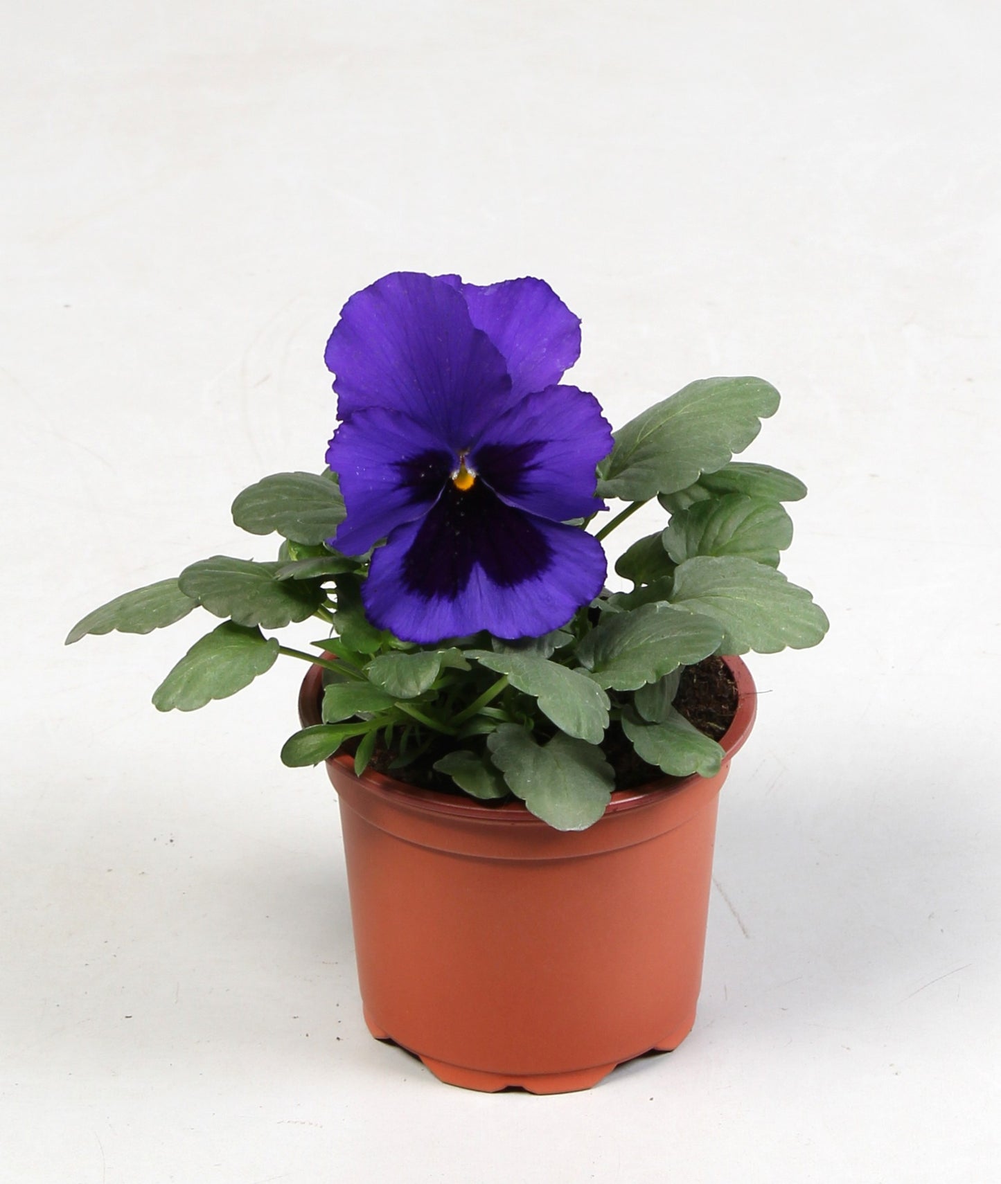 Batist BV, Kwekerij Viola Delta Blue with Blotch Pack of 18