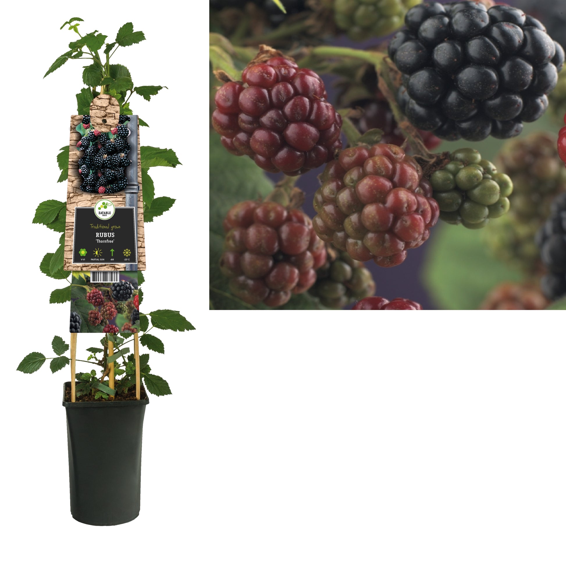 Rubus Thornfree 75cm 17cm Pot
