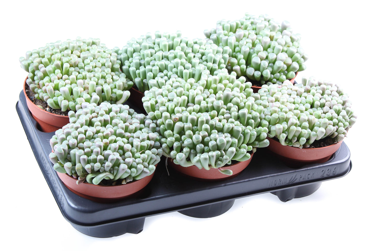 Fenestraria rhopalophylla 15cm 13cm Pot