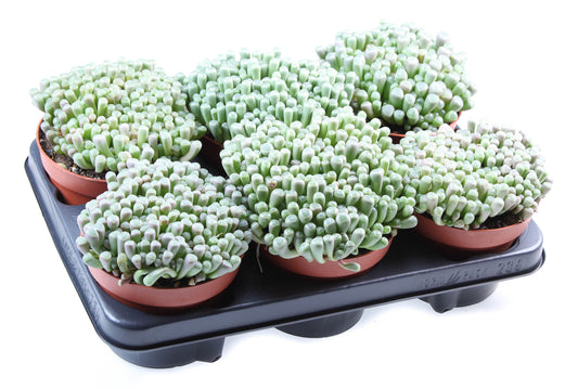Fenestraria rhopalophylla 15cm 13cm Pot