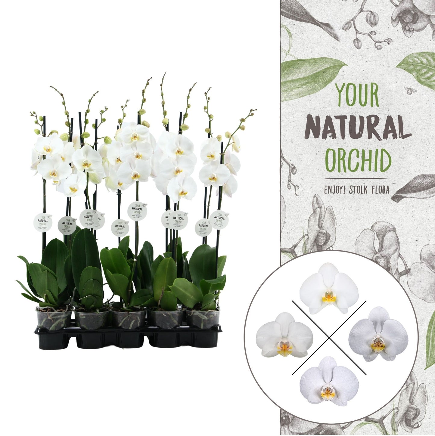 Phalaenopsis white 75cm 12cm Pot