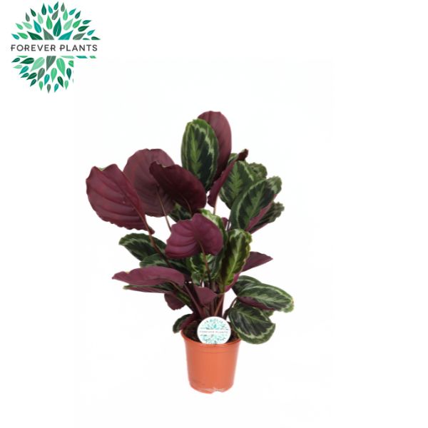 Calathea Medallion 70cm 21cm Pot