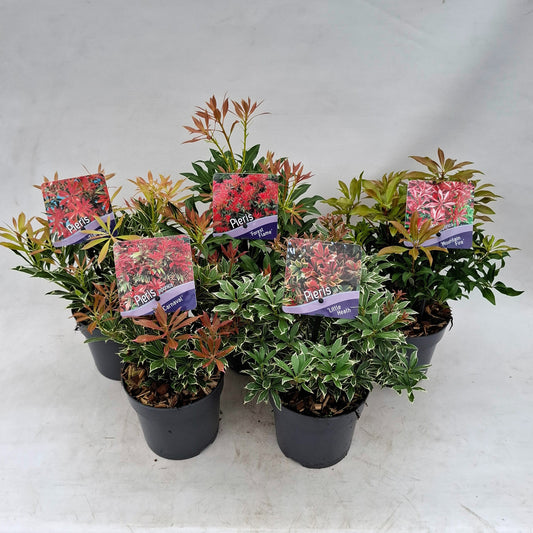 Pieris japonica mix 15cm 13cm Pot