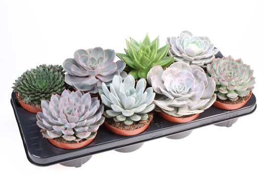 Euro Cactus Holland Bv Echeveria mix Pack of 8