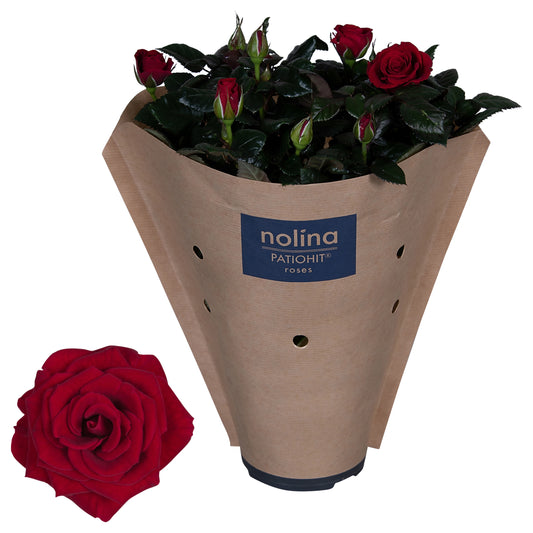 Rosa red 36cm 13cm Pot