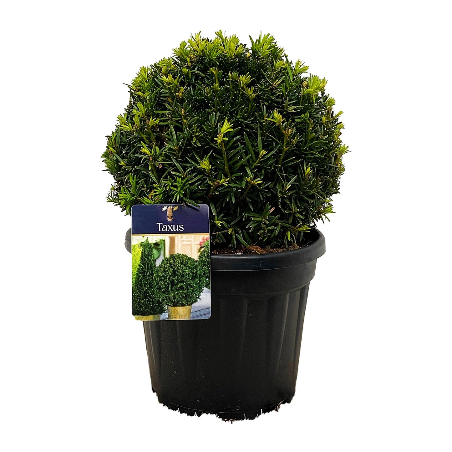 Taxus baccata 40cm 24cm Pot