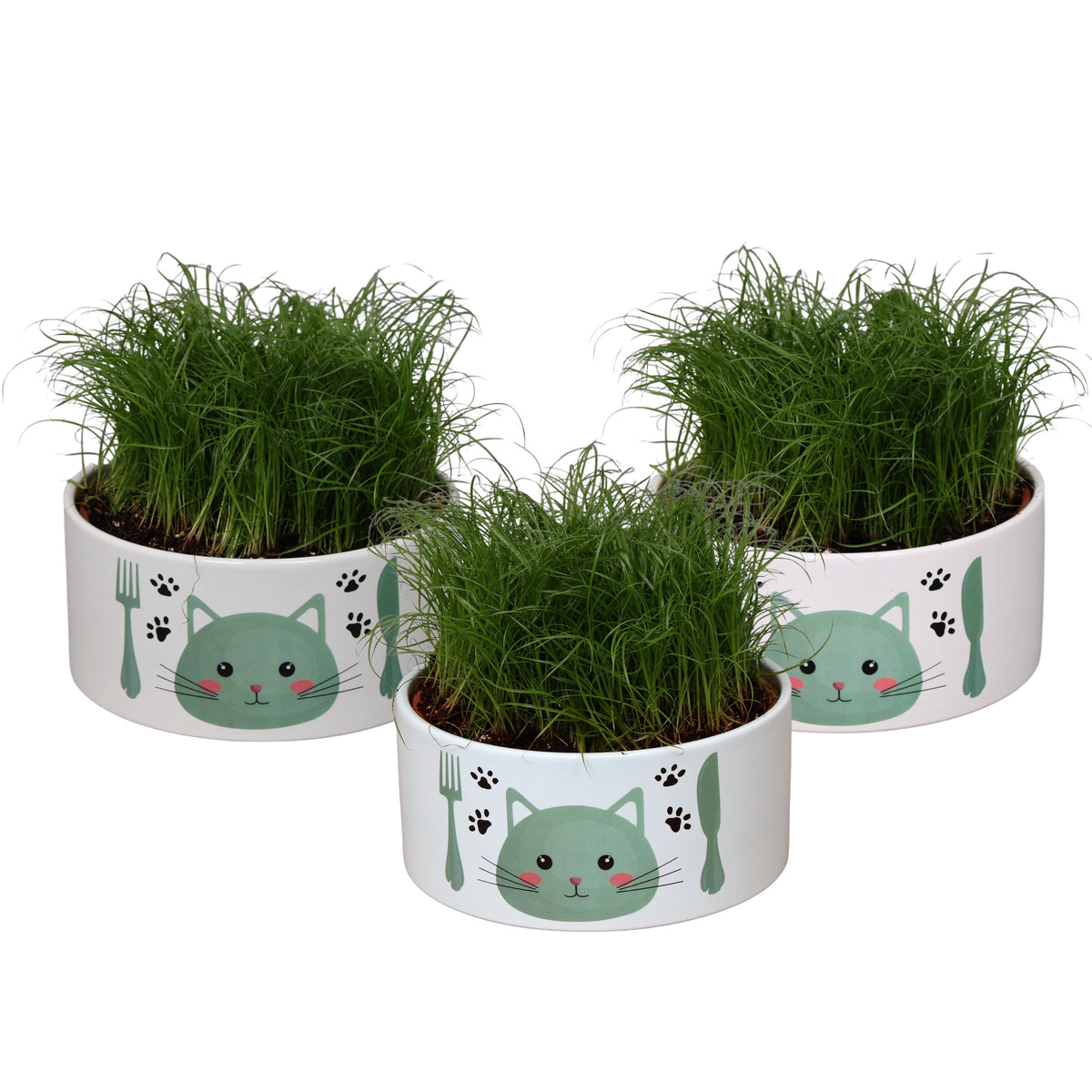 Cyperus Zumula (kitty grass) 23cm 16cm Pot